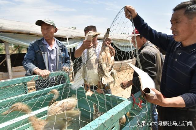 河南这个村：给贫困户分蛋鸭，下鸭蛋“滋润”日子……