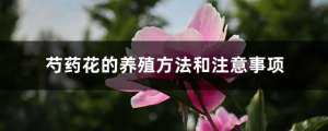 鲜花养殖(【养花知识营地】芍药花的养殖方法和注意事项)