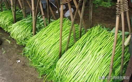 怎么种水蕹菜、水空心菜、藤蕹菜、水上竹叶菜