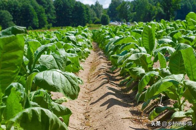 种菜怎能少了这几个防虫妙招，不用任何化学农药，所有虫害全解决