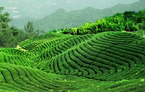 茶叶的种植技术及种植前景分析