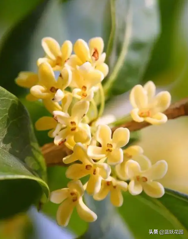 门前种桂花出门遇贵人，盆栽桂花这样养，一棵香满屋