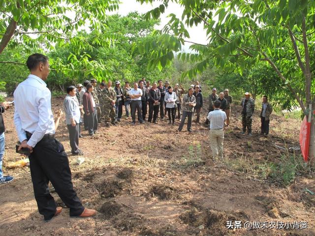 核桃树环剥能解决成花难、不坐果、结果少的问题，但要注意这几点