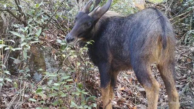 藏酋猴拔草、黄腹角雉啄食……浙江国宝级野生动物“自拍”超可爱！