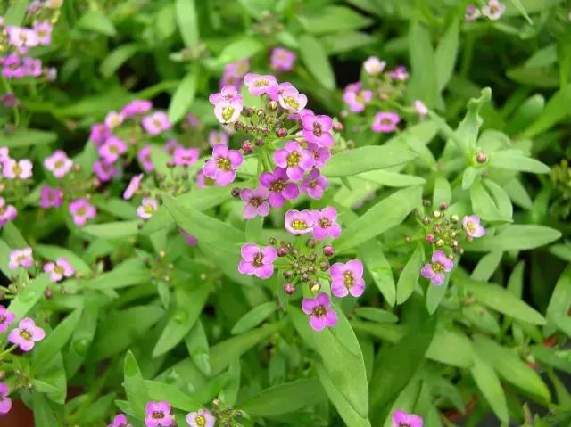 小院空地上撒上这几种植物，夏天就变成一片花海！美呆！