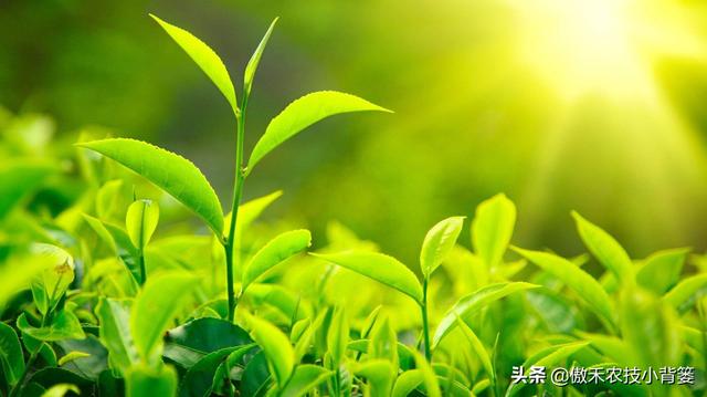 植物生长调节剂＝激素？其功能作用、药害症状及补救方法有哪些？