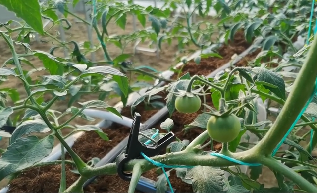 种植瓜果蔬菜，不想根系弱产量低，教你一个实用小技巧