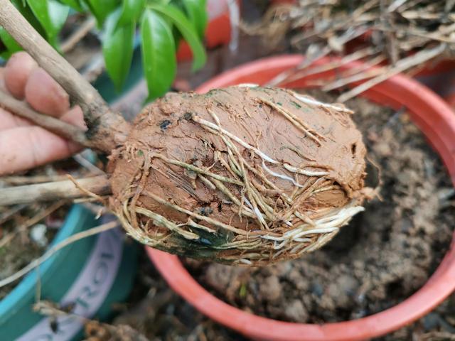 要想种植的荔枝果树苗木成活率更高，一定要搞懂以下三大重点要求