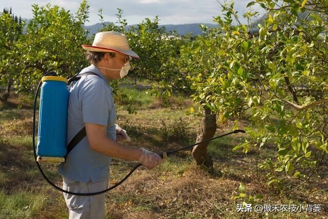 植物生长调节剂＝激素？其功能作用、药害症状及补救方法有哪些？