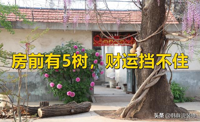 “房前有5树，财运挡不住”，家里种这5种吉祥树，后代有福禄