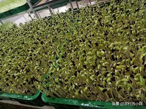 该怎么去种植好豆芽