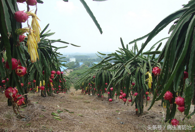 火龙果要想成活率高，栽植前的准备工作一定要做好