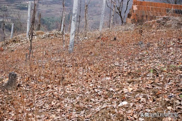 一学就会~教你种植野生猕猴桃，开种建园拍摄于秦巴安康伏羲山