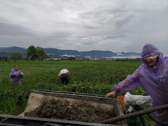 2018汛期直击：四川绵阳洪水侵袭 附子行情是否迎来新机遇