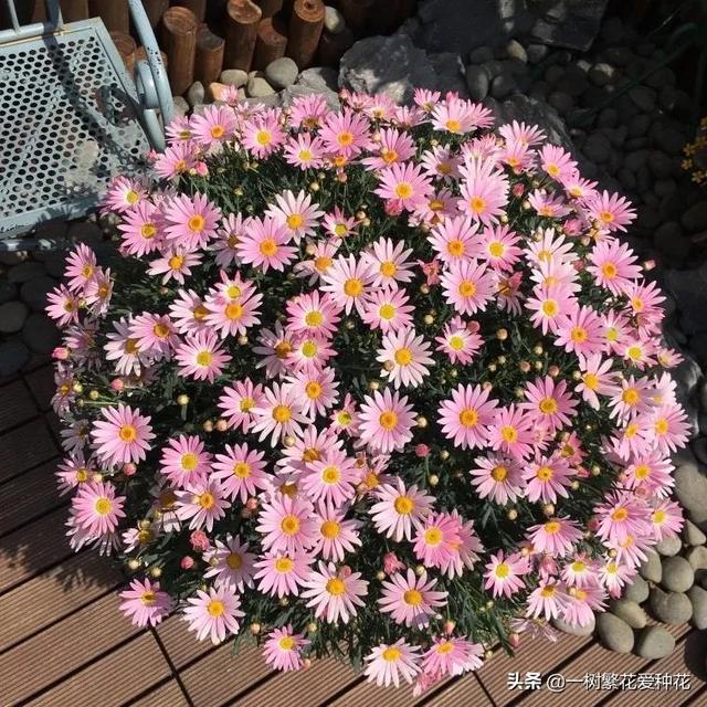 “辣手摧花”才能养好这20种花，越掐越旺，花开得好邻居们都羡慕