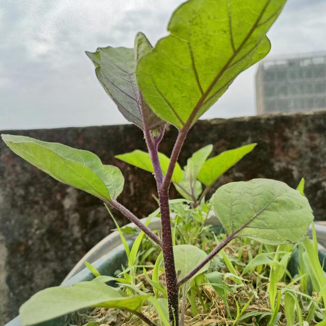 茄子这样整枝打岔，后期能结8茬果，产量翻3倍