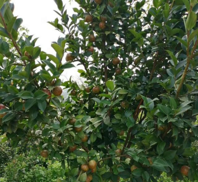 世界四大木本油料植物之油茶树，种植前景及经济效益如何？