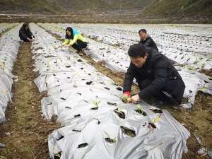 白芨种植挣钱(【脱贫攻坚】紫云县格丼村：白芨种植成为“治贫良药”)