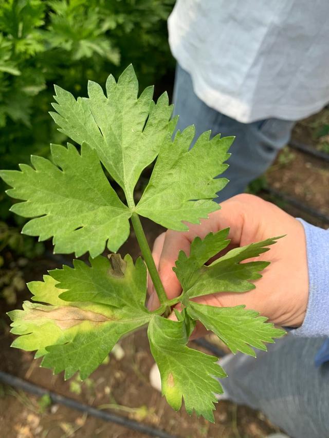 蚜虫红蜘蛛进入活跃期 芒种注意田间管理