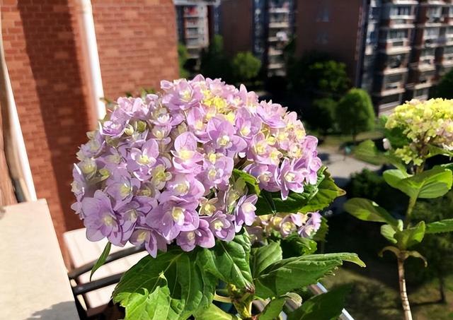 打造有格调的庭院花园，老花匠常养6种花，开花性好，高级感满满