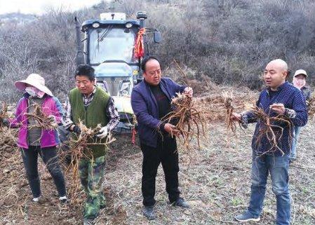 麟游村民种植苦参喜获丰收！每亩地收入可达2000元左右