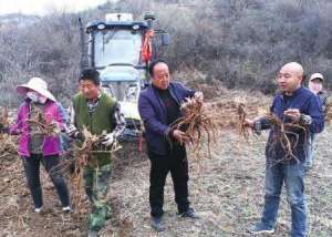 苦参怎么种植(麟游村民种植苦参喜获丰收每亩地收入可达2000元左右)