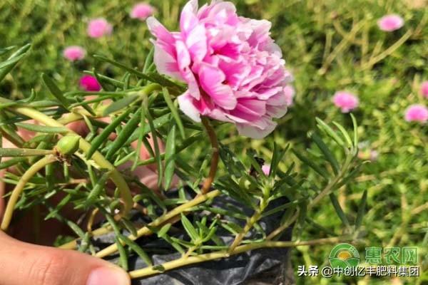 太阳花种子什么时候播种好？（附种植方法）