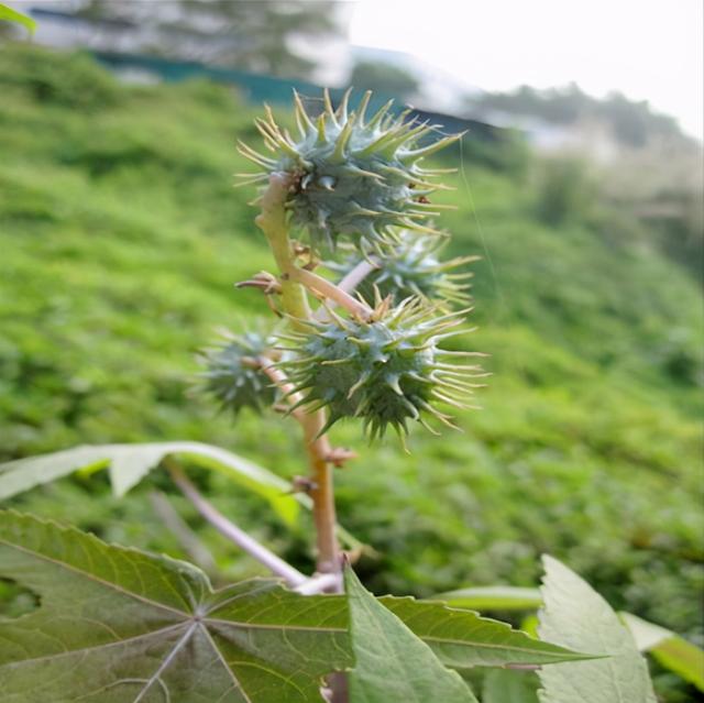 农村有一种植物，很多人摘过也吃过，被称为“生化武器”，是什么