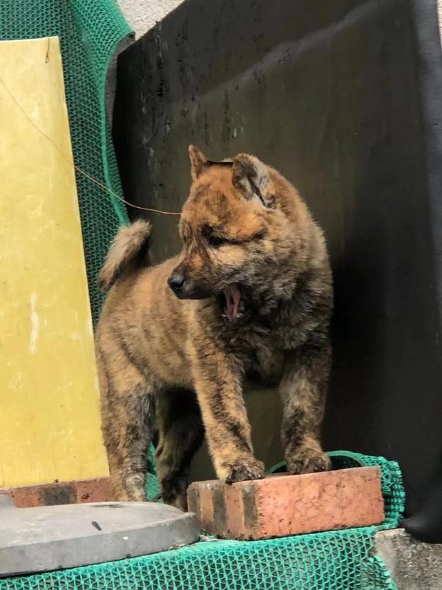 深山打猎反被豹子猎，千钧一发虎斑黑背犬舍命护主，犹如神兵天降