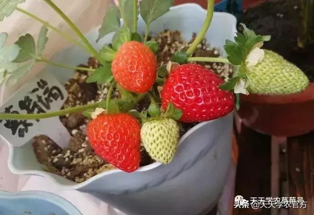 原来四季草莓有这么多品种！2019年种植哪个品种好？