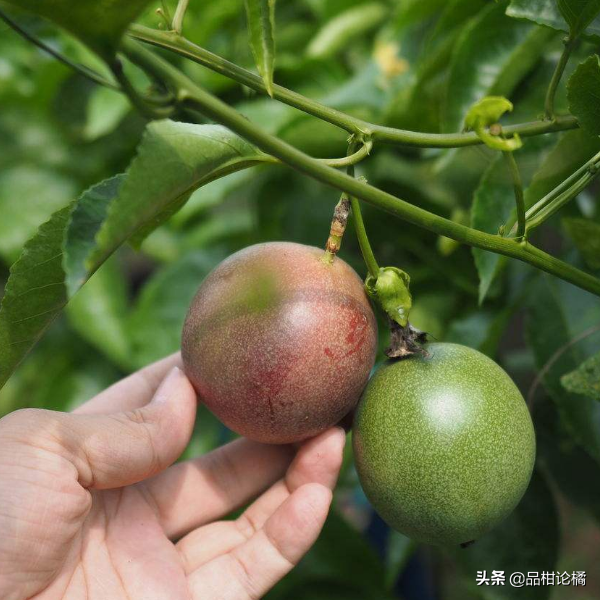 百香果种植时间与采摘，什么时候最适宜