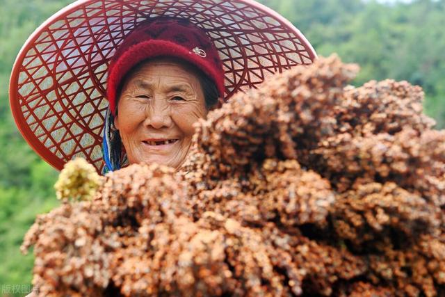 高粱优质高产种植技术要点，做好以下几点，产量立马提上去！