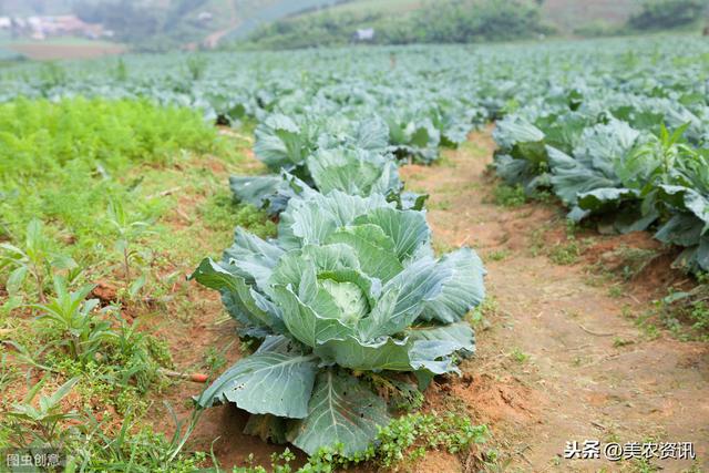 包心菜无公害栽培技术，简单易懂，一看就明白