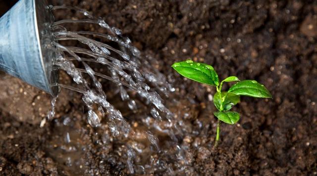 矮柠檬树的种植、生长和护理指南