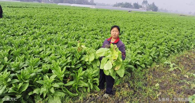 立秋后还能种什么菜？这几种蔬菜种植正当时，城里阳台上也能种