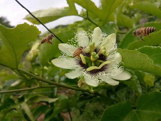 盆栽百香果只长藤不开花结果？搞懂6个问题，花满枝果满盆