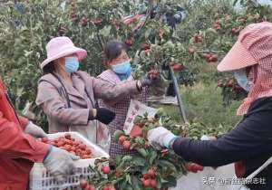 陕西农业种植基地(宝鸡市扶风县：晁留村建起千亩山楂基地 年收入达200万元)