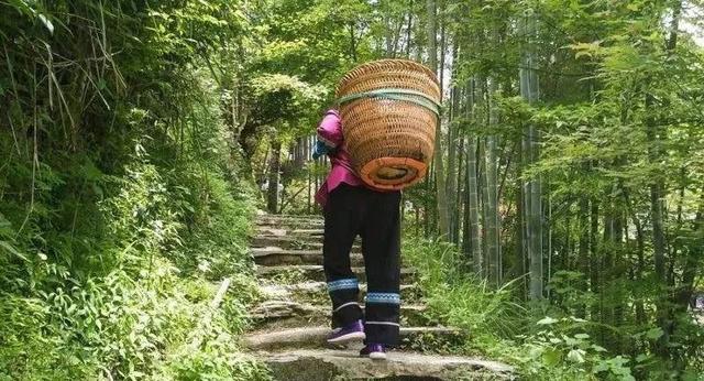 野山3种稀有的草药，没经验的人很难发现，太珍贵了