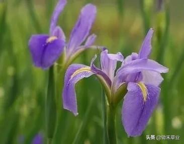 秋季播种——蓝花鸢尾