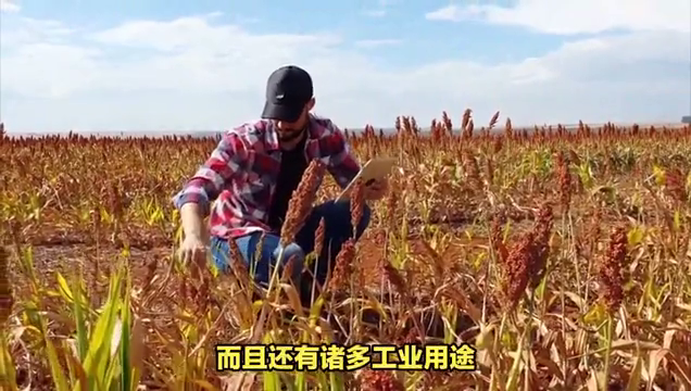 高粱种植技术