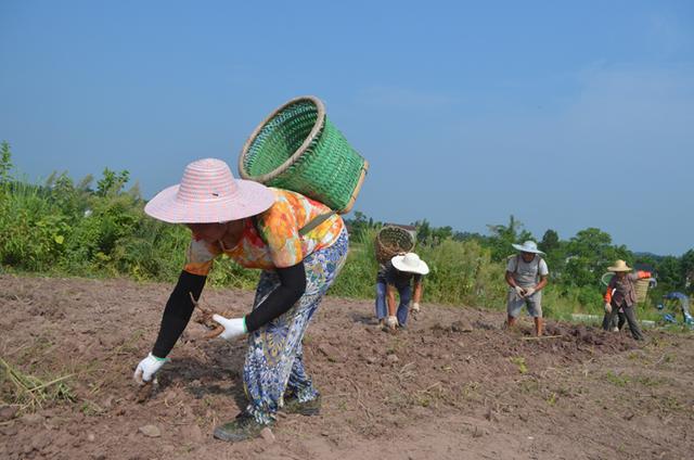 遂潼携手种白芷 架起群众“致富桥”