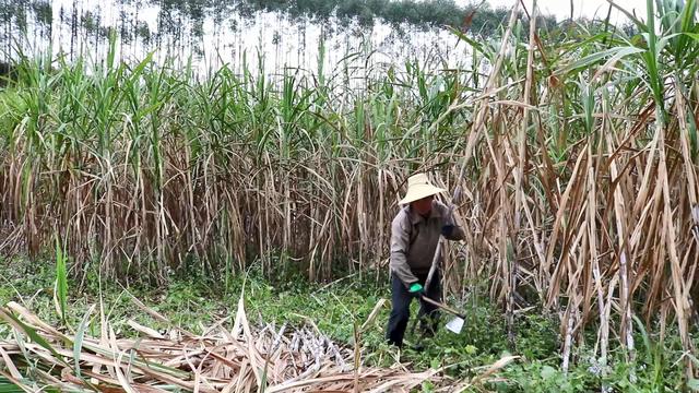 广西种植糖蔗不赚钱，为何不种水果甘蔗，4个原因很现实