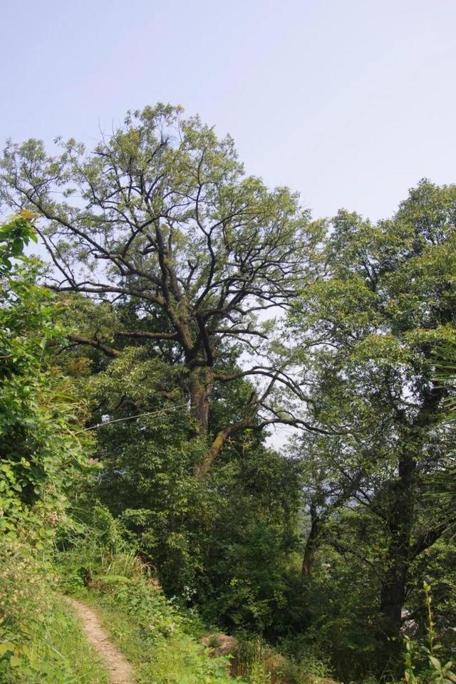 满大街的北方板栗 其实最好吃的栗子在浙江