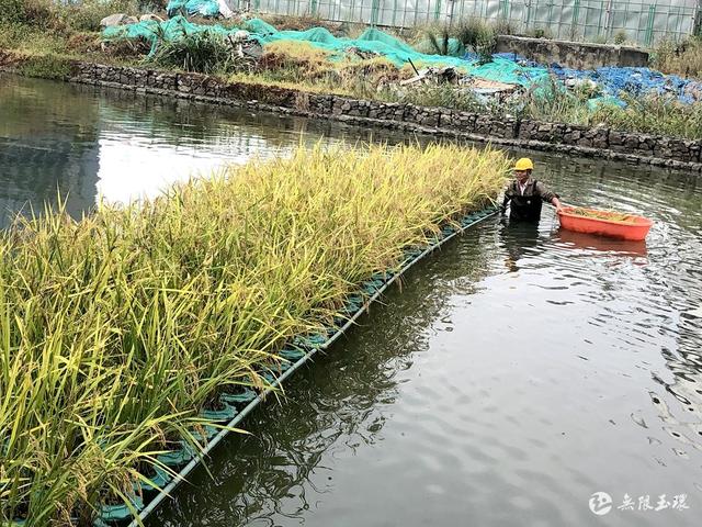 玉环：“水上稻”效果好，水净又谷丰