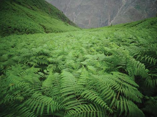 种植野生蕨菜高产技术，掌握好重要生长因素，有效提高农民经济