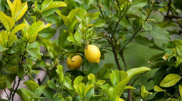 矮柠檬树的种植、生长和护理指南