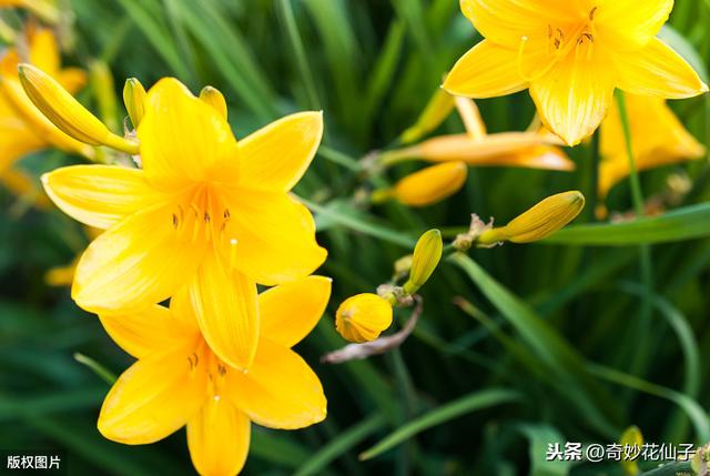 在阳台种上一排黄花菜盆栽，采摘晾干足够煲一年汤