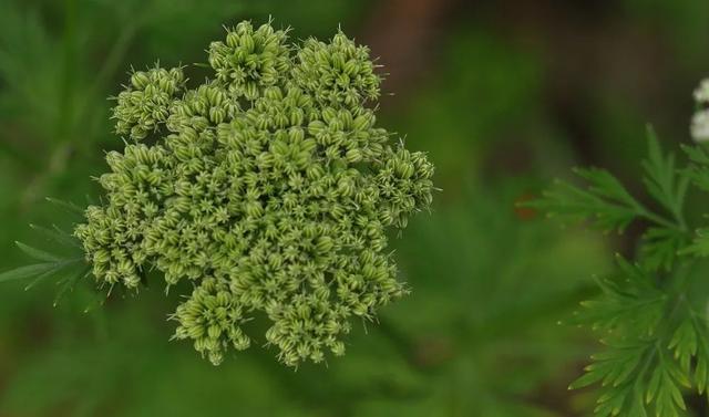 【栖霞山·植物百科】蛇床：我说我是平平无奇朴实无华的小白花，你信吗？