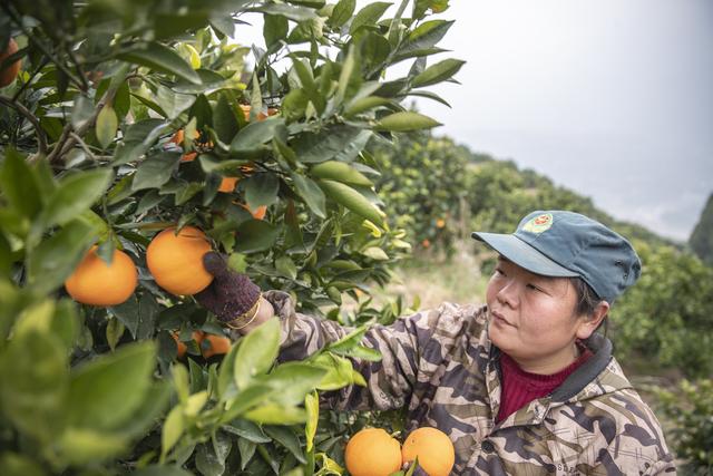 （经济）重庆奉节：脐橙进入收获季 转型升级促增收