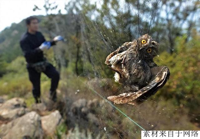 最凶猛猫头鹰在河北偷鸡被抓，农户只能无奈放生，损失谁来赔偿？